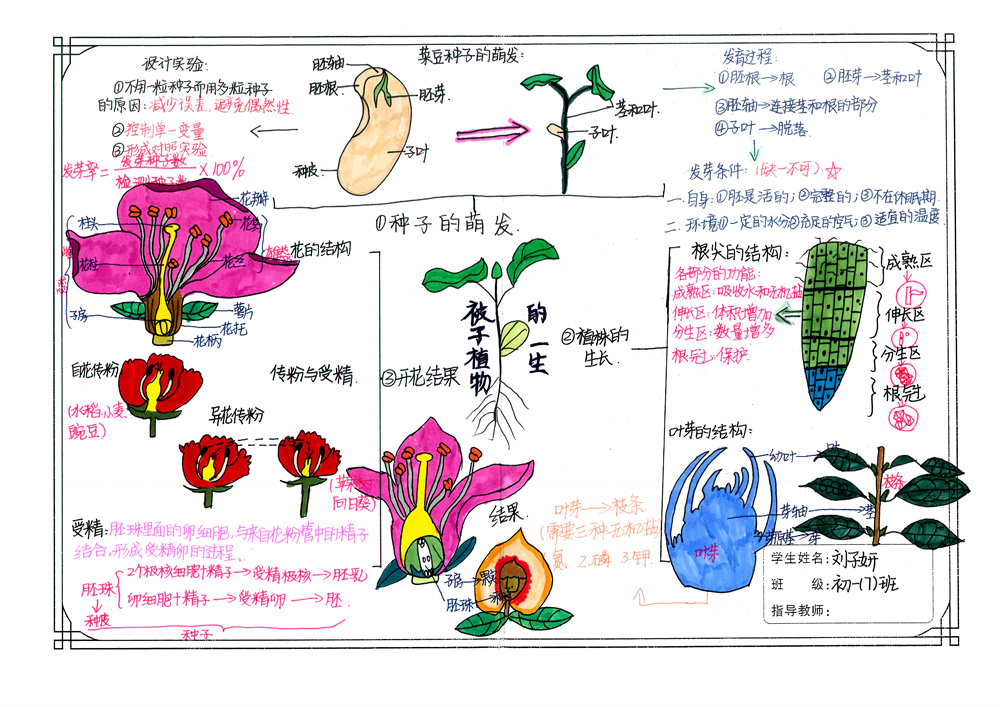 2021年初二年级生物思维导图大赛一等奖获奖作品