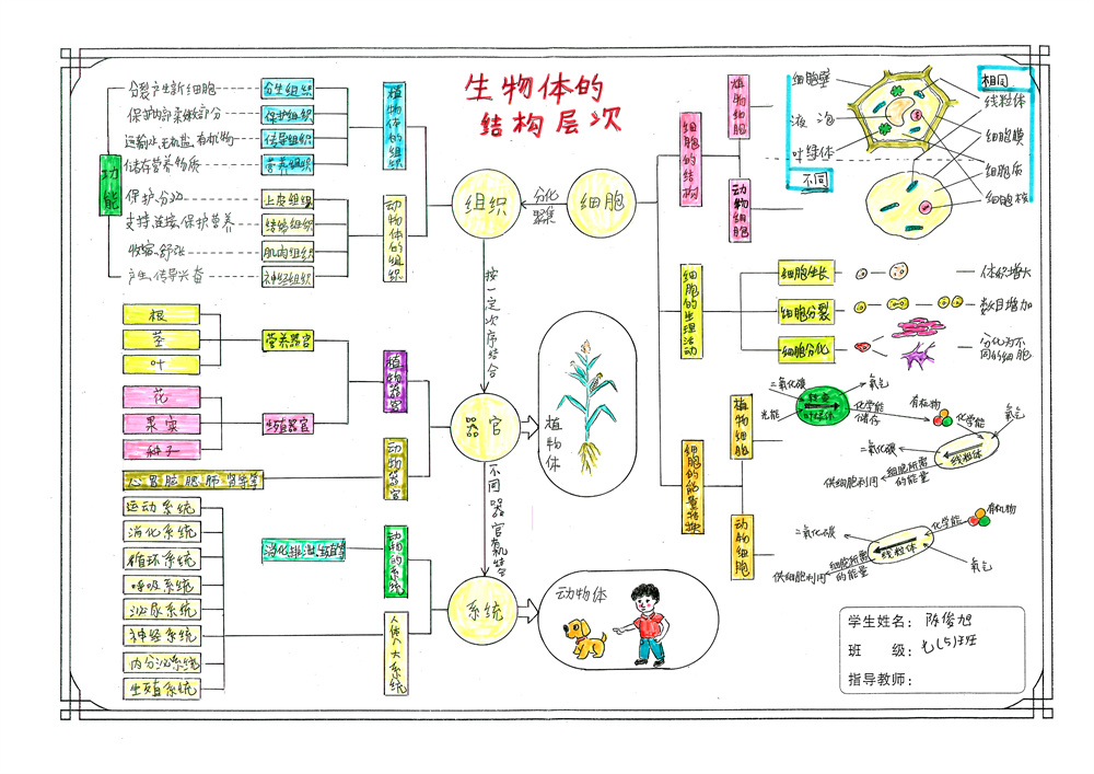 2021年初二年级生物思维导图大赛一等奖获奖作品