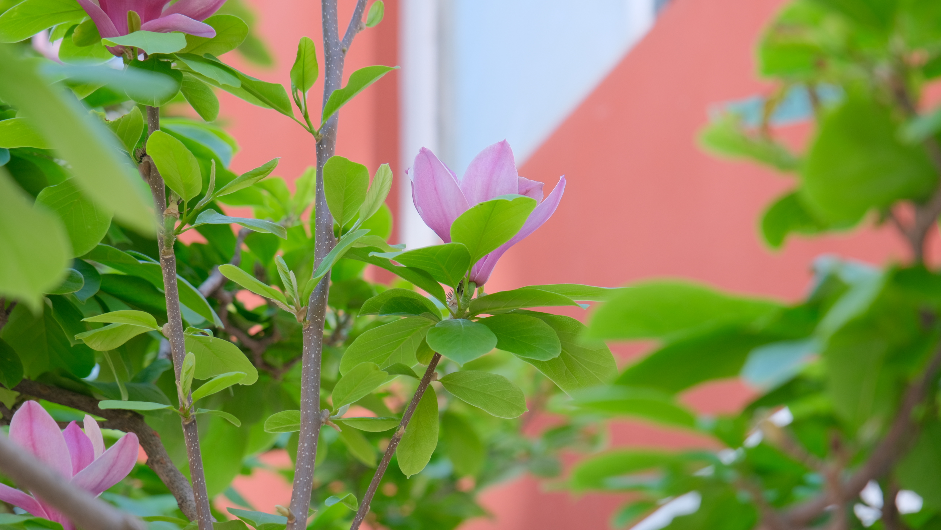 DSCF8585.JPG
