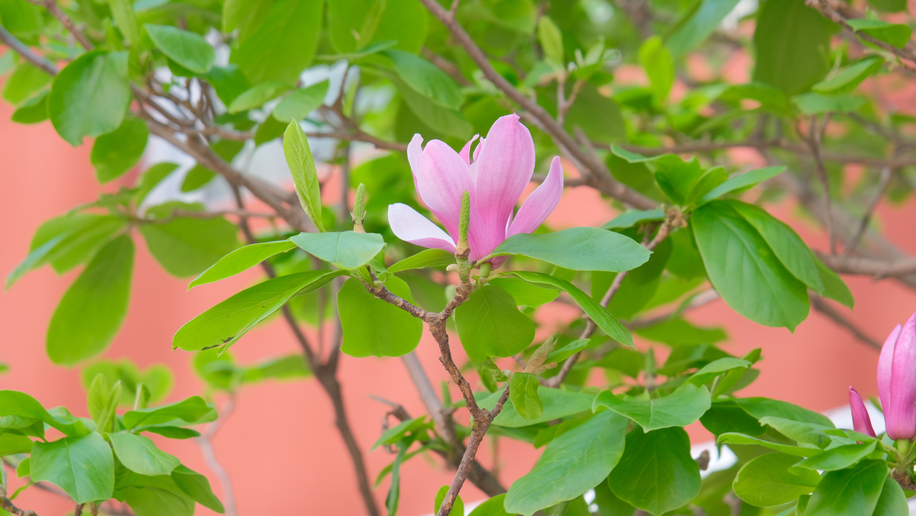 DSCF8586.JPG