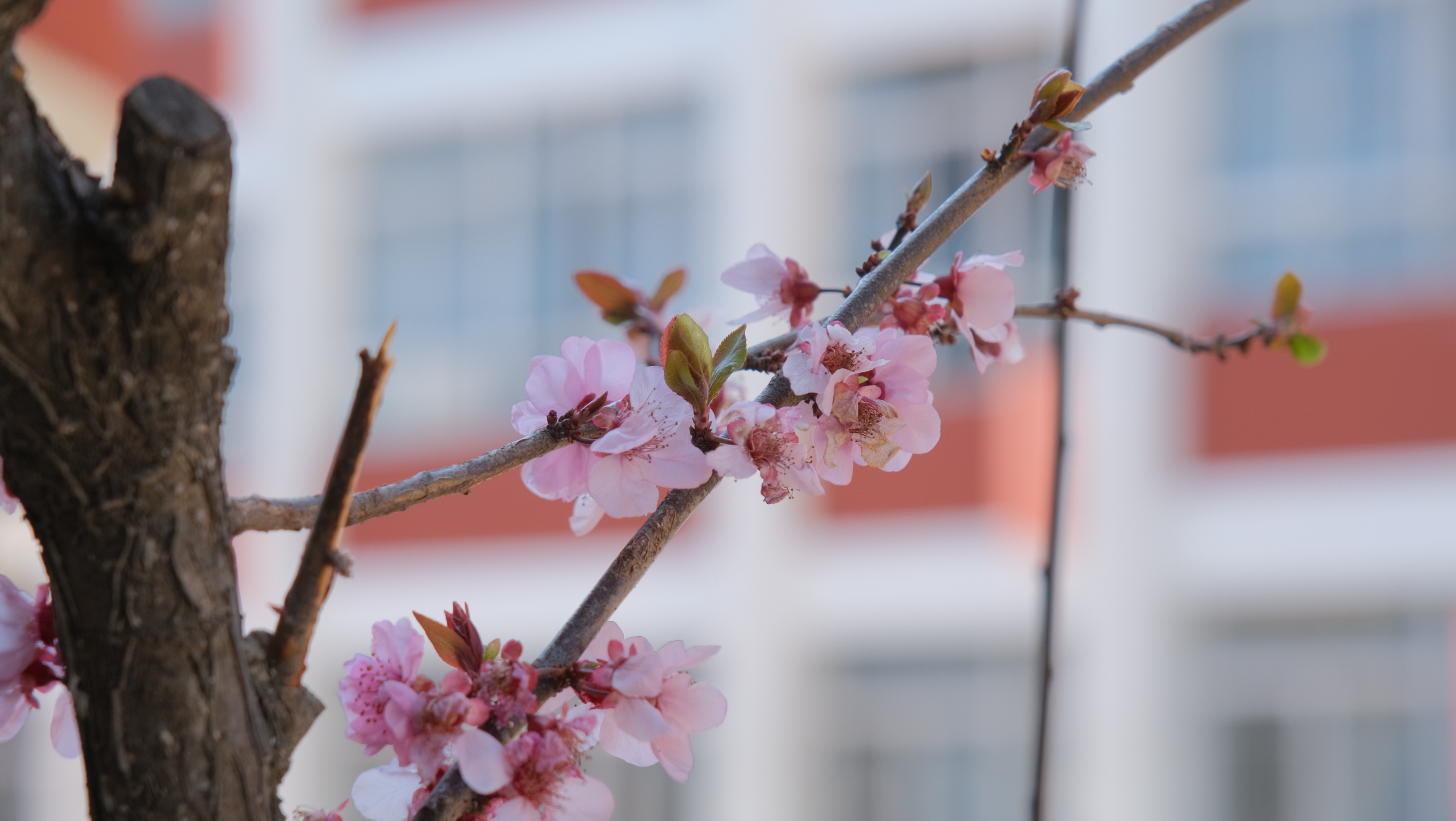 DSCF8591.JPG