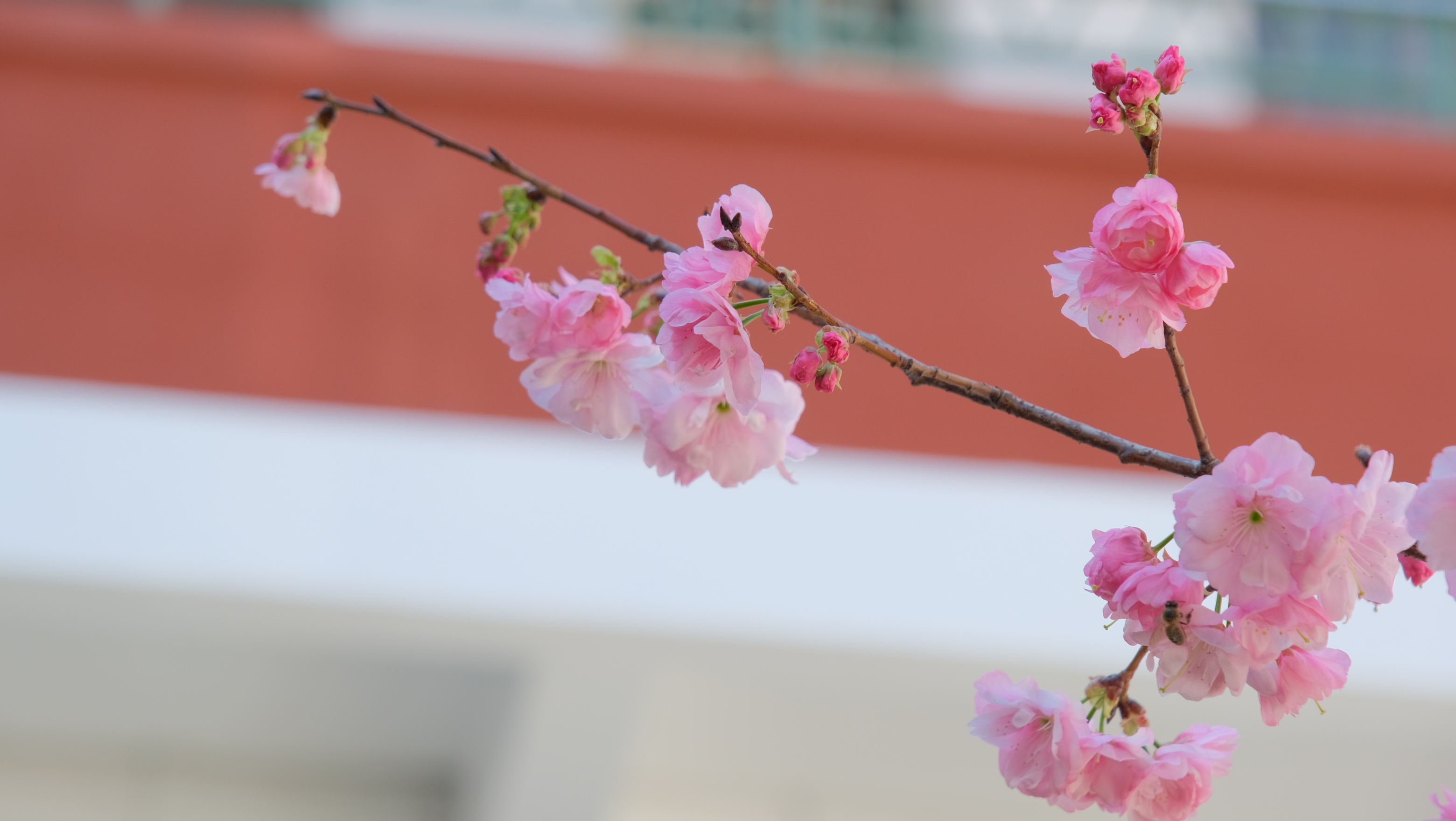 DSCF8621.JPG