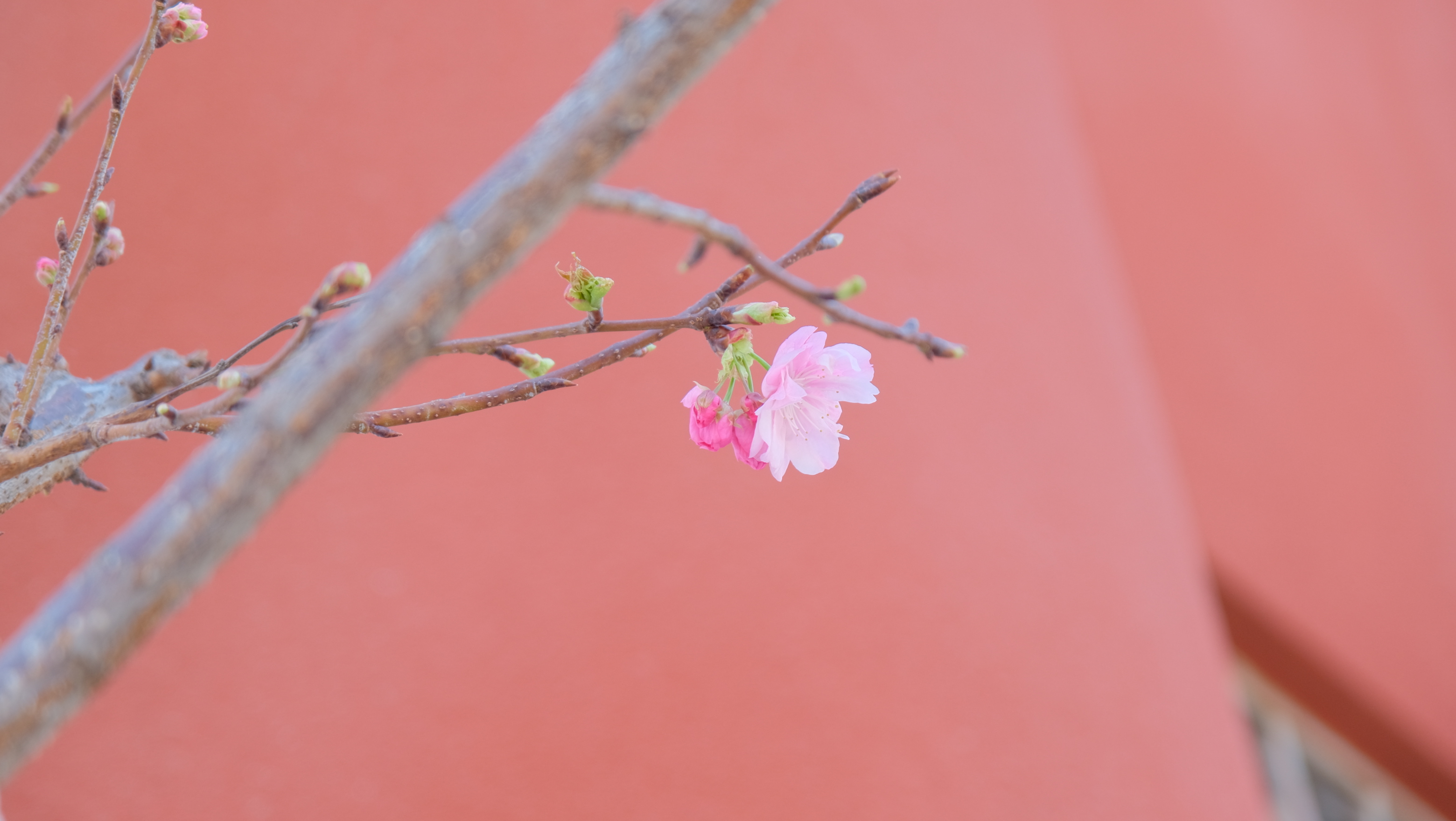 DSCF8657.JPG